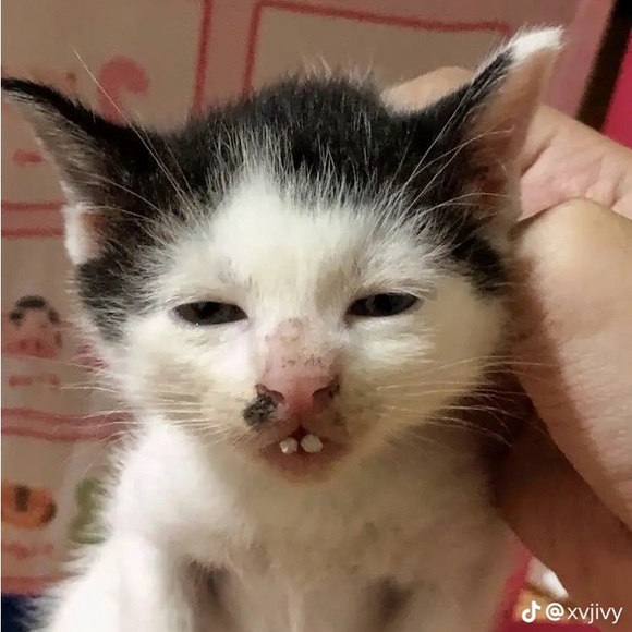 Meet your Posher, Samantha - Picture 1 of 1